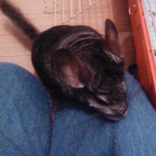 元気でおちゃめなチンチラ