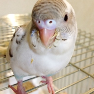女の子セキセイインコちゃん
