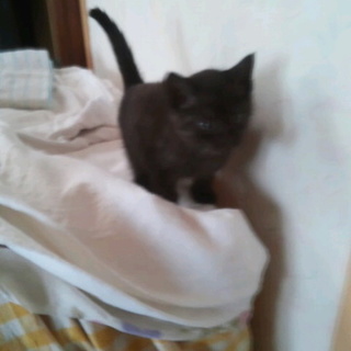 子猫の里親募集