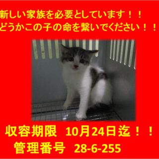 里親決定しました☆(*^-^*)