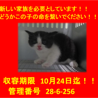 里親決定しました☆(*^-^*)