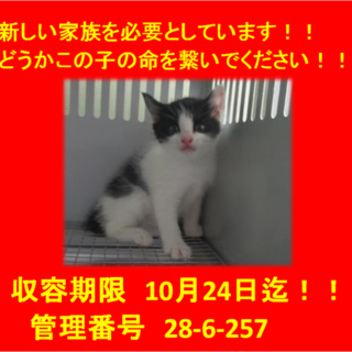 里親決定しました☆(*^-^*)