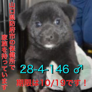 1匹だけ残りました。里親様を待ってます！