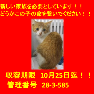 里親決定しました☆(*^▽^*)