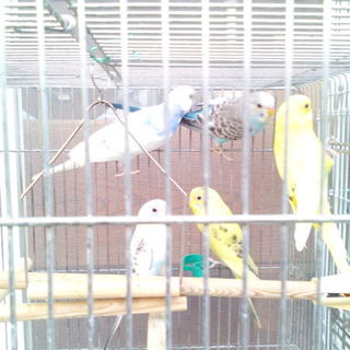 ご連絡沢山有難う御座いました里親さん決まりました