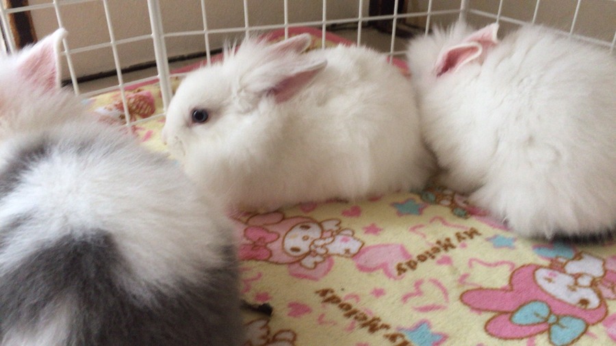 うさぎのふわもこ赤ちゃん サムネイル7