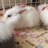 うさぎのふわもこ赤ちゃん サムネイル7