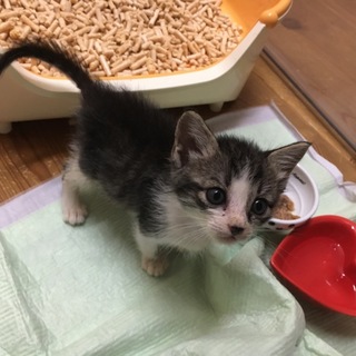 可愛すぎるサバ白1.5ヵ月