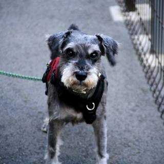 安心する家庭を見つけてほしいシュナウザー♂はるた