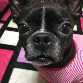 ボストンテリア 