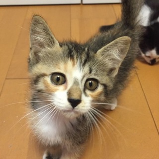 ちょっと長毛のシマミケちゃん