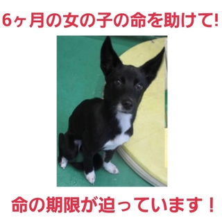 飼い主の持ち込み!6ヶ月の女の子を助けて!!