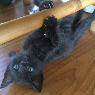 黒くんオス１ヶ月半人なつっこく元気です。