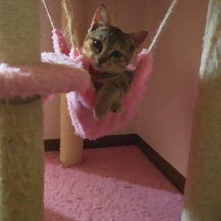 人懐こい子です！