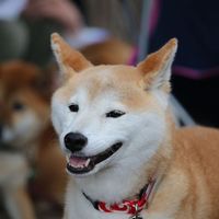 ふく