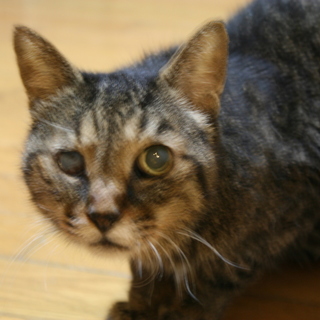 老猫マツコと余生を共に過ごしていただける方　