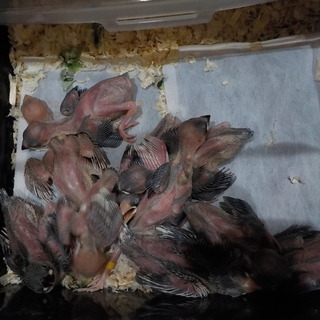 文鳥雛里親募集