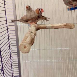 可愛いキンカチョウの里親さん募集