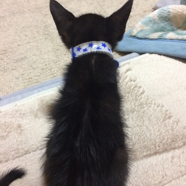 黒猫のジジ