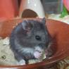 現在家で飼育しておりますキャンベルハムスターです。以前ペットのおうちで里親にならせて頂きました。