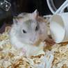 現在家で飼育しておりますジャンガリアンハムスターです。以前里親にならせて頂きました。