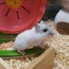 現在家で飼育しておりますジャンガリアンハムスターです。以前ペットのおうちで里親にならせて頂きました。