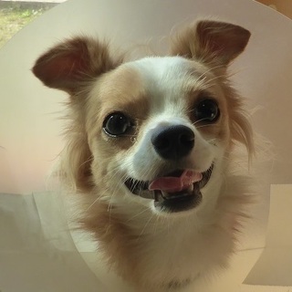 虐待によりトラウマを抱えている１歳のチワワ