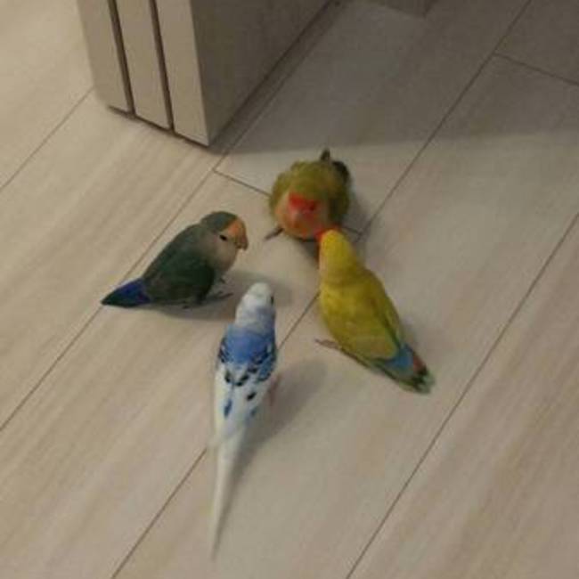 ピクるすのカバー写真