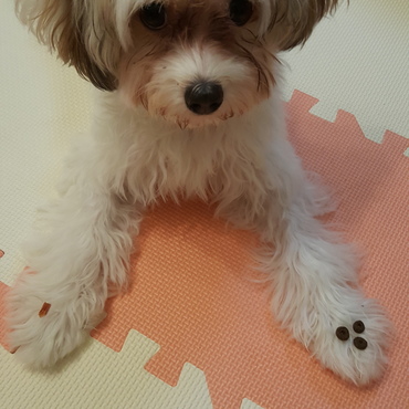 手にご飯置いて待ての練習中です。