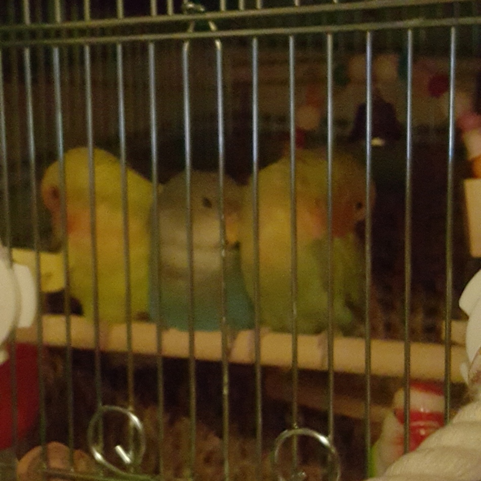 ジョージのカバー写真