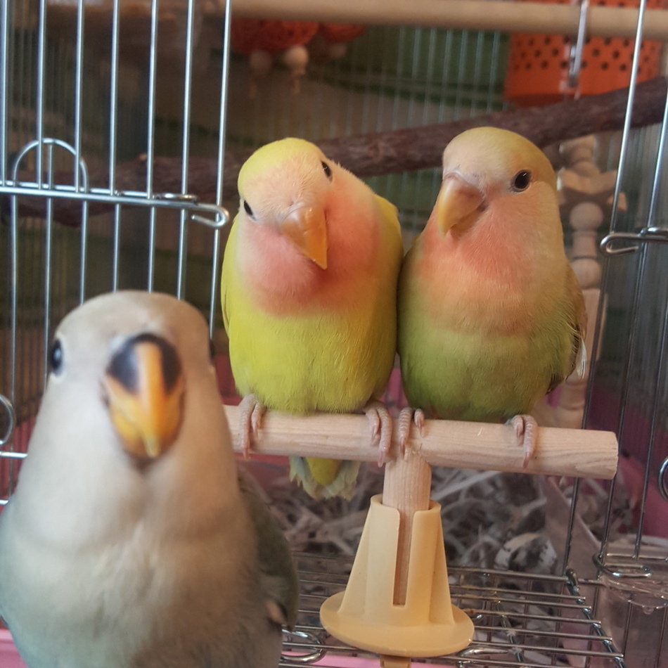 ルネのカバー写真