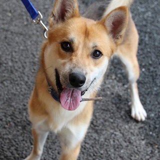 元気はつらつ、いけワンのれんこん君♪