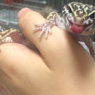 レオパ 里親募集