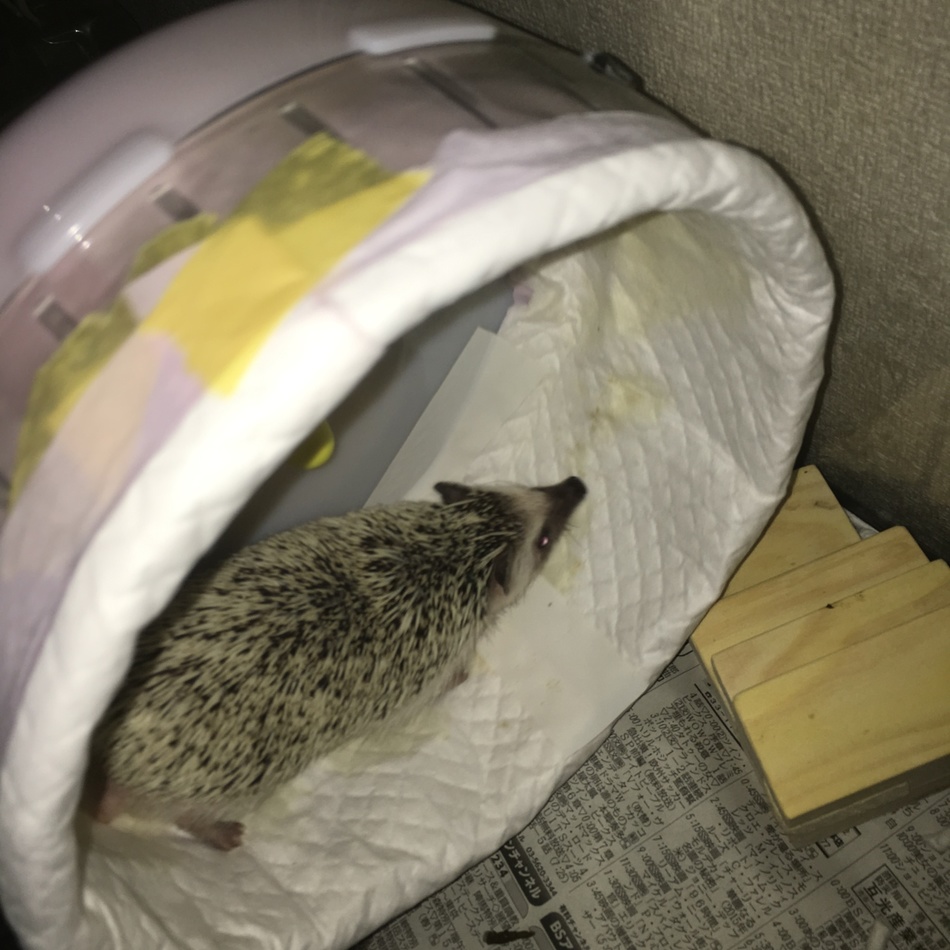 うまるのカバー写真