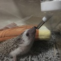 ハリネズミ里親募集！！
