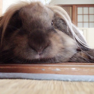 ライオンロップイヤー男の子。