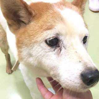 明日が期限です。大人しい男の子