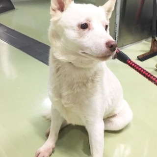 白い小さな男の子 可愛い穏やかな子です。