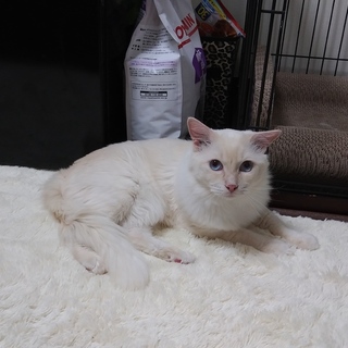 ラグドール2歳オス