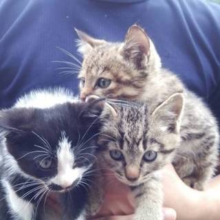 保護仔猫里親募集(白黒のみ)