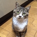 猫エイズキャリアですがとても良い子です
