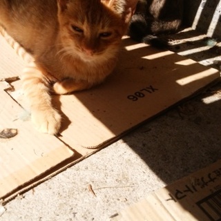 地域猫の里親募集