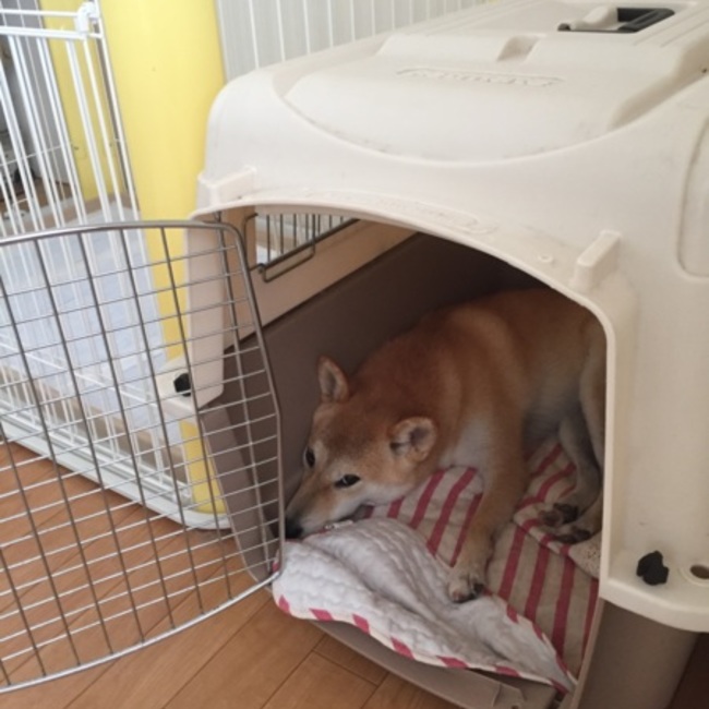 ゲゲゲのちこるみのカバー写真