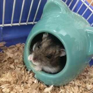 ジャンガリアンハムスター2匹(オス)