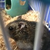 ジャンガリアンハムスター2匹(オス) サムネイル2