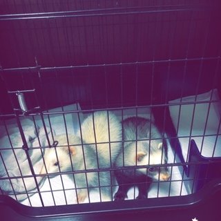 フェレット♂2匹里親募集してます