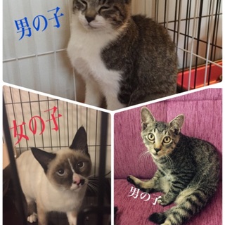 生後5カ月の兄妹と生後半年のサバシロちゃん