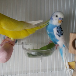 「ちょいちょーい！」サムネイル2