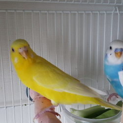 「ちょいちょーい！」サムネイル3