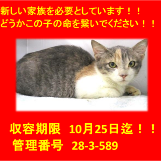 里親決定！！本当に有り難うございました(^^♪